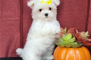 MALTESE PUPPIES FOR SALE TO GOOD HOME EMAIL jaydennathan200@gmail.com Image eClassifieds4u