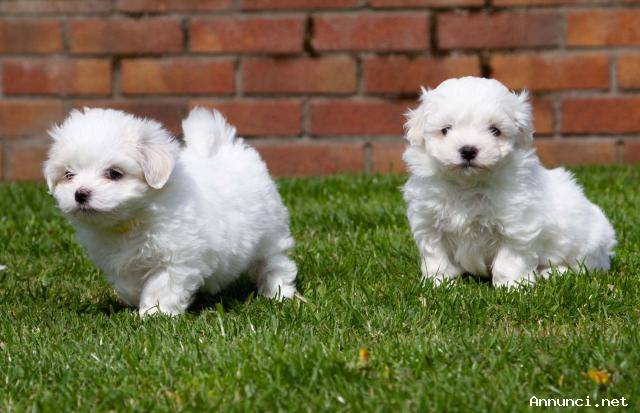 MALTESE PUPPIES FOR SALE TO GOOD HOME EMAIL jaydennathan200@gmail.com Image eClassifieds4u