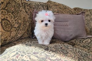 MALTESE PUPPIES FOR SALE TO GOOD HOME EMAIL jaydennathan200@gmail.com Image eClassifieds4u