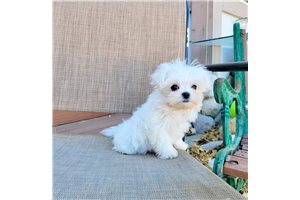 MALTESE PUPPIES FOR SALE TO GOOD HOME EMAIL jaydennathan200@gmail.com Image eClassifieds4u