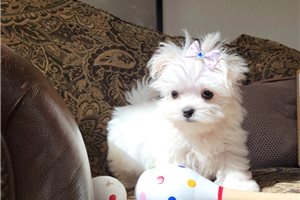 MALTESE PUPPIES FOR SALE TO GOOD HOME EMAIL jaydennathan200@gmail.com Image eClassifieds4u