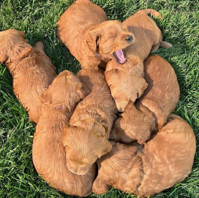 Mini Golden doodle Puppies For Good Homes Email me through >>> kaileynarinder31@gmail.com Image eClassifieds4u