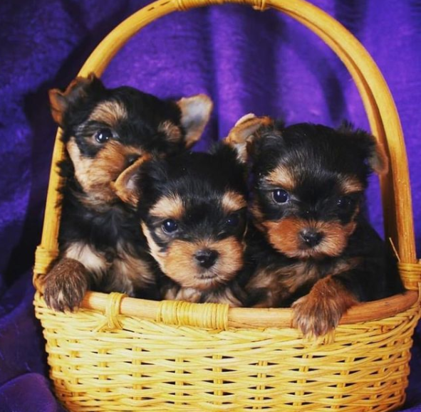 Yorkshire Terrier puppies seeking Urgent homes Contact me through kaileynarinder31@gmail com Image eClassifieds4u