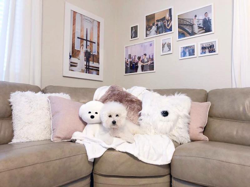 Xmass Bichon Frise Puppies Available To Go. EMAIL jaydennathan200@gmail.com or text ‪(785) 422-544 Image eClassifieds4u