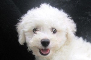 Xmass Bichon Frise Puppies Available To Go. EMAIL jaydennathan200@gmail.com or text ‪(785) 422-544 Image eClassifieds4u