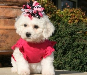 Xmass Bichon Frise Puppies Available To Go. EMAIL jaydennathan200@gmail.com or text ‪(785) 422-544 Image eClassifieds4u