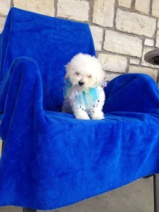 Xmass Bichon Frise Puppies Available To Go. EMAIL jaydennathan200@gmail.com or text ‪(785) 422-544 Image eClassifieds4u