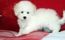 Xmass Bichon Frise Puppies Available EMAIL jaydennathan200@gmail.com or text ‪(785) 422-5449