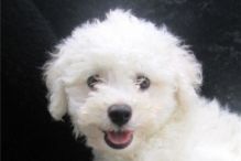 Xmass Bichon Frise Puppies Available To Go. EMAIL jaydennathan200@gmail.com or text ‪(785) 422-544