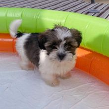 Adorable Female Shih Tzu Puppy Up For Adoption