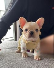 Cute French Bulldog Puppies for Re-homing