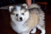 Excellence lovely Male and Female Pomsky Puppies for adoption