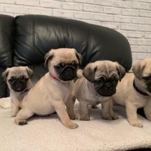 Joyful lovely Male and Female Pug Puppies for adoption