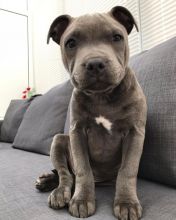 Lovely Cute Blue Nose Pitbull Puppies For Adoption