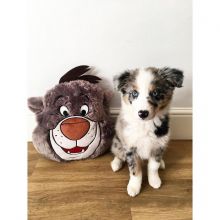 Male and Female Border Collie Puppies