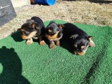 Marvelous Yorkie Puppies Available