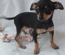 Perfect lovely Male and Female Chihuahua Puppies for adoption