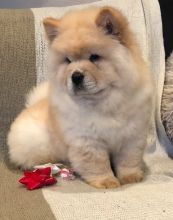 Perfect lovely Male and Female Chow Chow Puppies for adoption