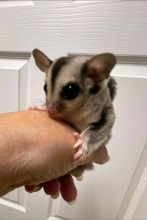 Sugar Gliders available for sale.