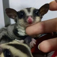 Sugar Gliders available for sale.