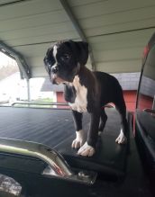 Wonderful lovely Male and Female Boxer Puppies for adoption