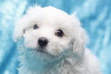 Xmass Bichon Frise Puppies Available EMAIL jaydennathan200@gmail.com or text ‪(785) 422-5449