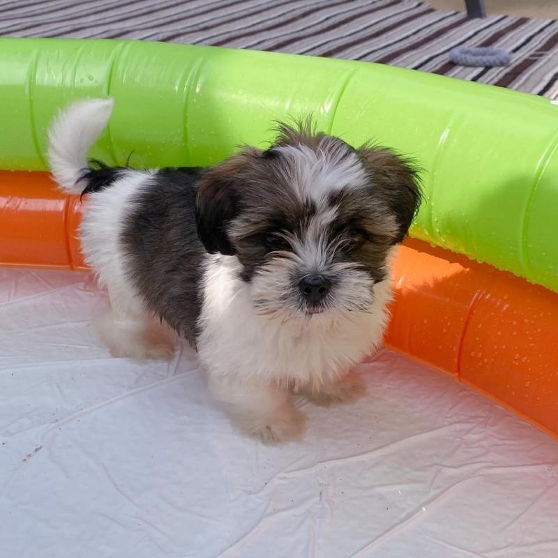 Adorable Female Shih Tzu Puppy Up For Adoption Image eClassifieds4u