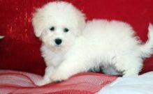 Xmass Bichon Frise Puppies Available EMAIL jaydennathan200@gmail.com or text ‪(785) 422-5449 Image eClassifieds4U