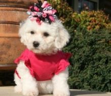 Xmass Bichon Frise Puppies Available EMAIL jaydennathan200@gmail.com or text ‪(785) 422-5449 Image eClassifieds4U