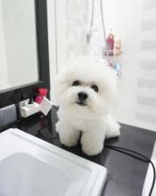 Xmass Bichon Frise Puppies Available To Go. EMAIL jaydennathan200@gmail.com or text ‪(785) 422-544 Image eClassifieds4U
