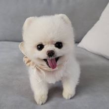 Adorable Pomeranian Puppies For Adoption Image eClassifieds4U