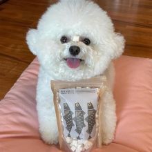 Bichon frise puppies Available Image eClassifieds4U