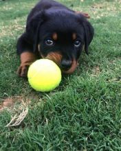 Healthy Male and female Rottweiler puppies for Adoption Image eClassifieds4U