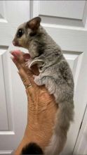 Sugar Gliders available for sale. Image eClassifieds4u 2