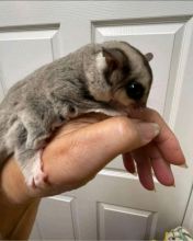 Sugar Gliders available for sale. Image eClassifieds4u 4