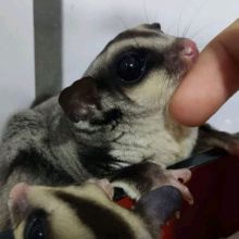 Sugar Gliders available for sale. Image eClassifieds4u 2