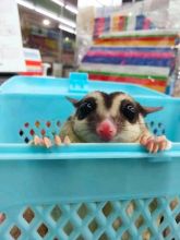 Sugar Gliders available for sale. Image eClassifieds4u 3