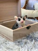 Sugar Gliders available for sale. Image eClassifieds4u 4