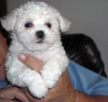 Xmass Bichon Frise Puppies Available EMAIL jaydennathan200@gmail.com or text (785) 422-5449 Image eClassifieds4U