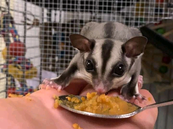 Sugar Gliders available for sale. Image eClassifieds4u