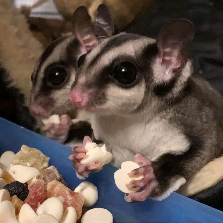 Sugar Gliders available for sale. Image eClassifieds4u