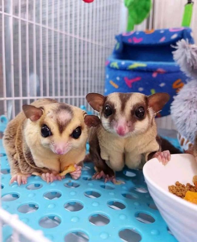 Sugar Gliders available for sale. Image eClassifieds4u