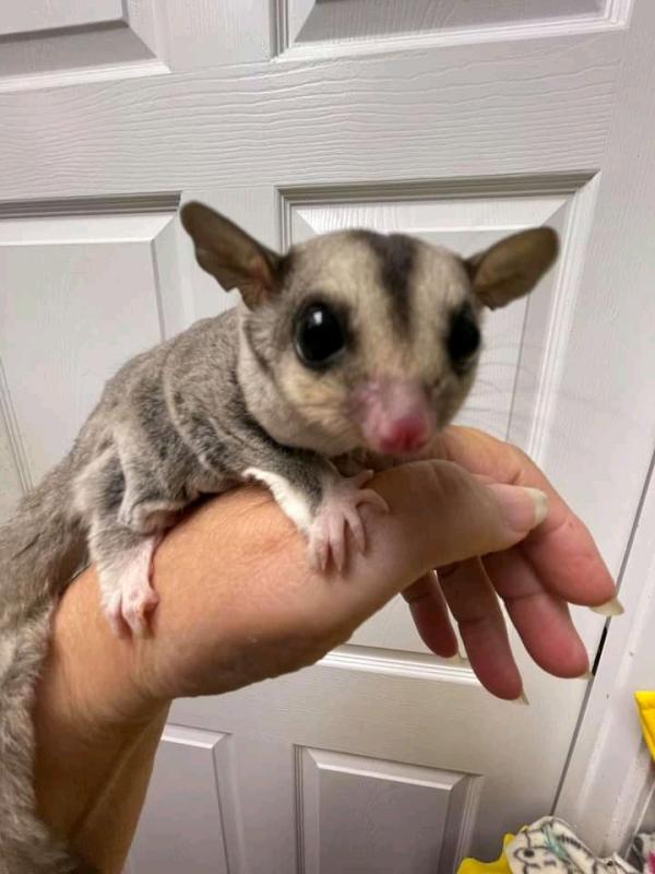 Sugar Gliders available for sale. Image eClassifieds4u