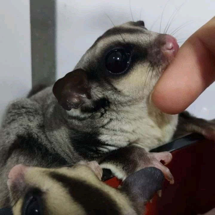 Sugar Gliders available for sale. Image eClassifieds4u
