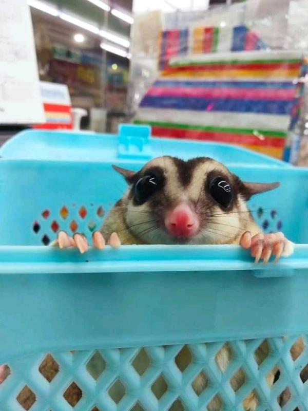 Sugar Gliders available for sale. Image eClassifieds4u
