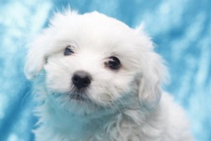 Xmass Bichon Frise Puppies Available EMAIL jaydennathan200@gmail.com or text ‪(785) 422-5449 Image eClassifieds4u