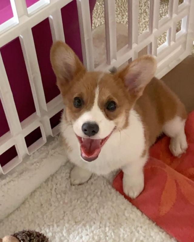 AFFECTIONATE C.K.C PEMBROKE WELSH CORGI PUPPIES Image eClassifieds4u