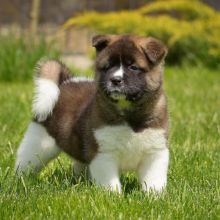 Accommodating Male And Female Akita Puppies For Adoption