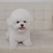 Affectionate Bichon Frise Puppies ready for Rehoming