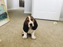 Amazing Basset hound puppies available for adoption.